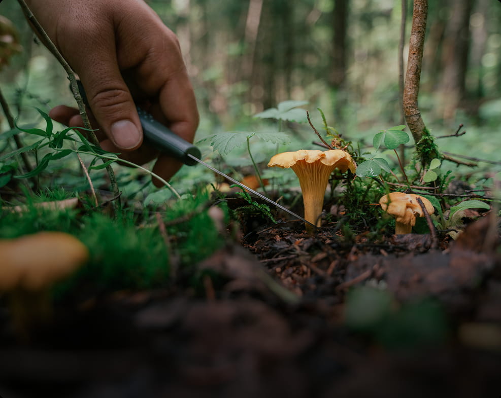 Récolte et culture de champignons  et de produits sauvages