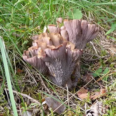CHANTERELLES EN MASSUES