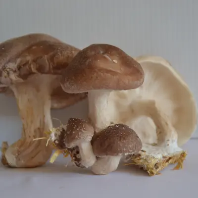 SHIITAKES