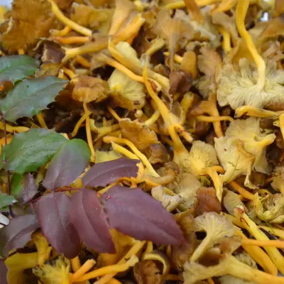 CHANTERLLES MODESTES