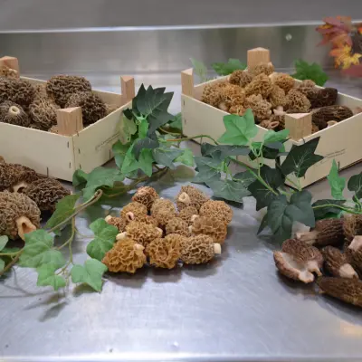 MORILLES SAUVAGES