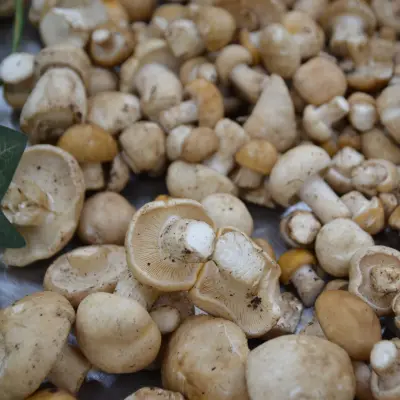 TRICHOLOMES DE LA ST GEORGES