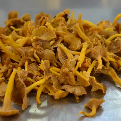CHANTERELLES GRISES