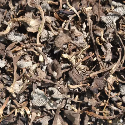 CHANTERELLES GRISES SECHES