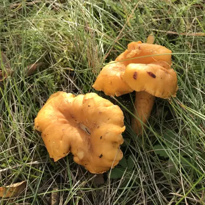 GIROLLES