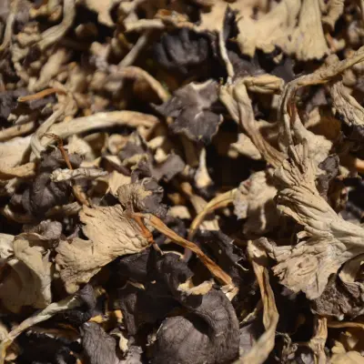 CHANTERELLES MODESTES SECHES