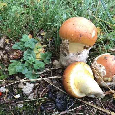 AMANITES DES CÉSARS