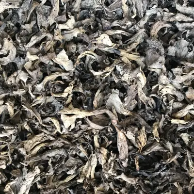 TROMPETTES DE LA MORT SECHES