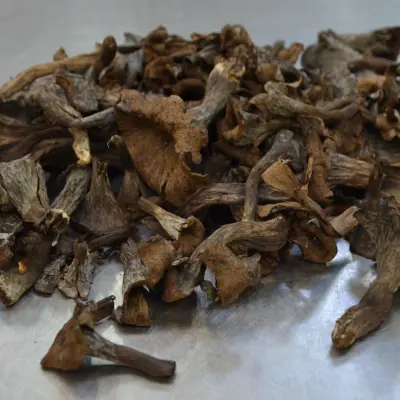 TROMPETTES DE LA MORT 