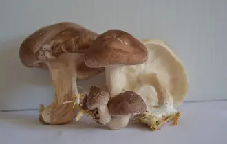 SHIITAKES