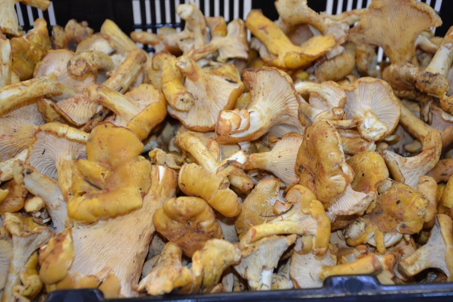 GIROLLES