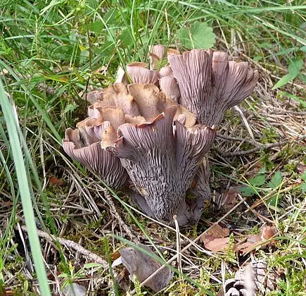 image miniature du carousel