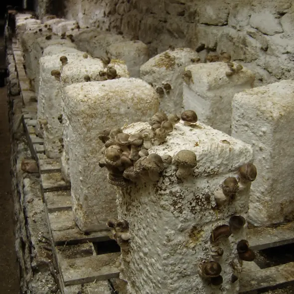 image miniature du carousel