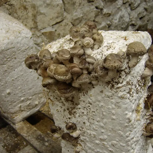 image miniature du carousel