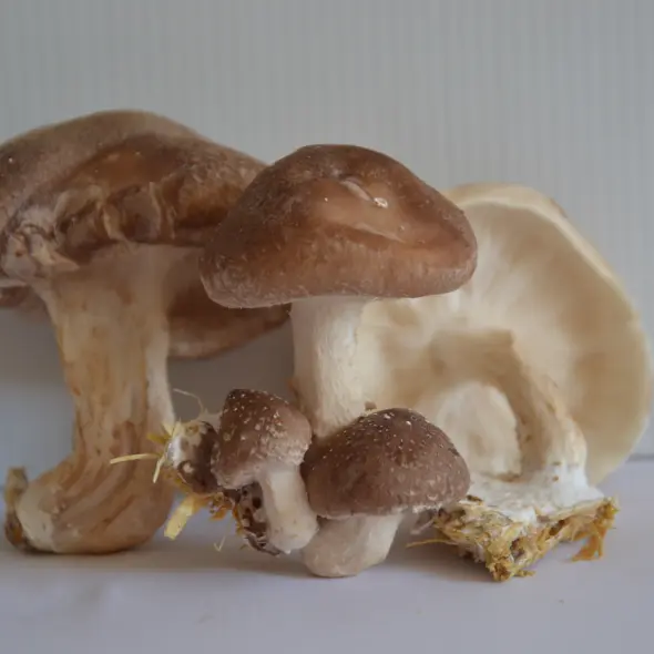 image miniature du carousel