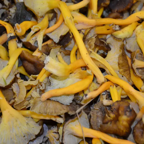 image miniature du carousel