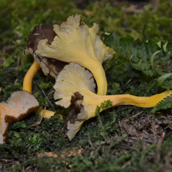 image miniature du carousel