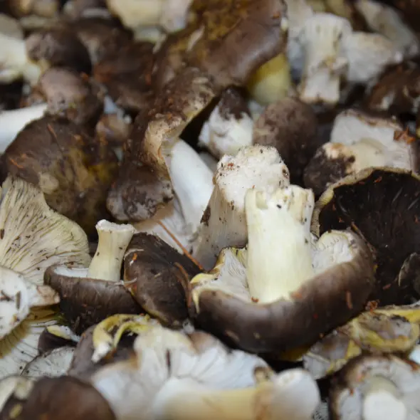 image miniature du carousel