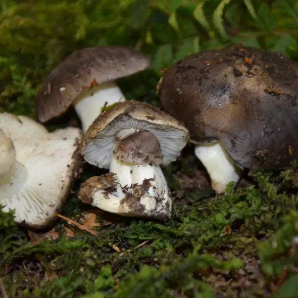 image miniature du carousel