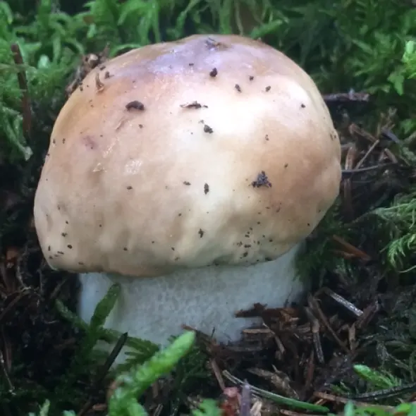 image miniature du carousel