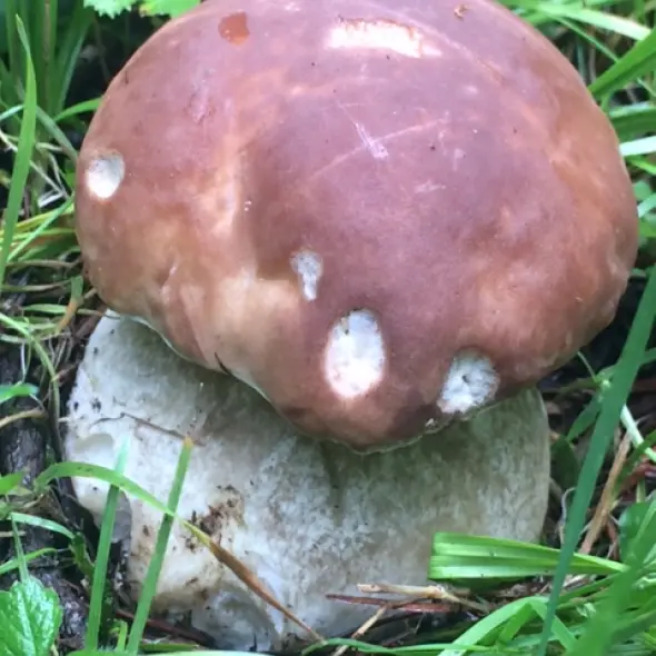 image miniature du carousel