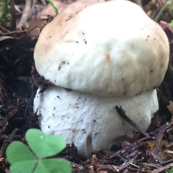 image miniature du carousel